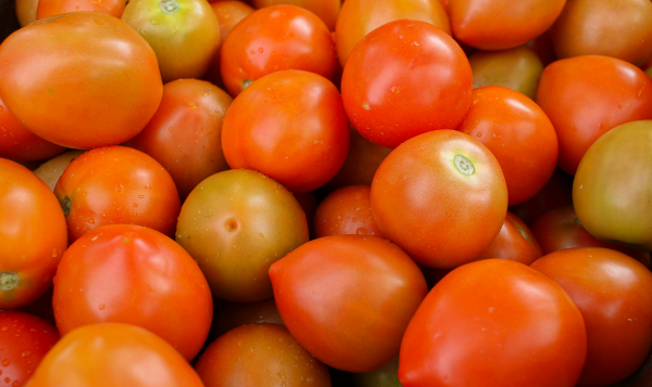 Tomato Export from India